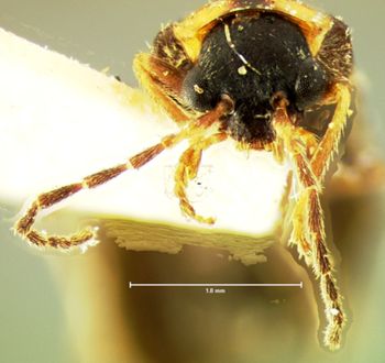 Media type: image;   Entomology 3386 Aspect: head frontal view